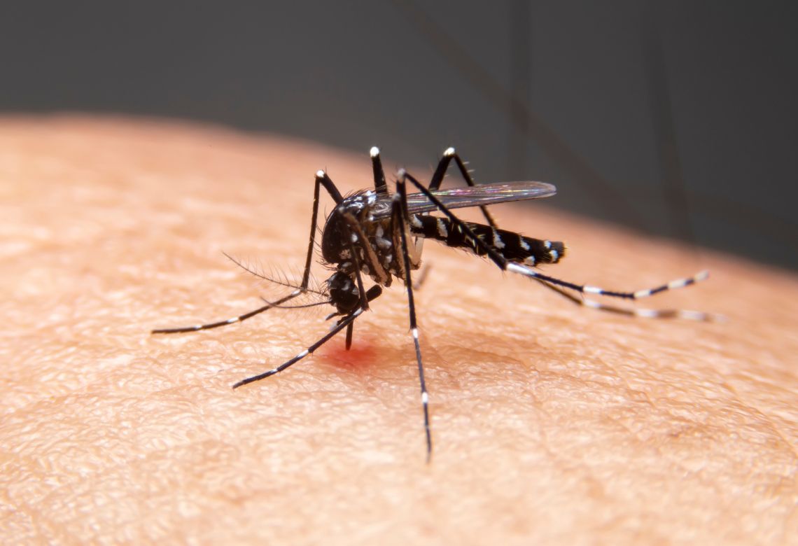 Sintomas de dengue fique atento aos sinais